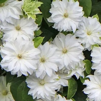 Клематис МАРИЯ СКЛОДОВСКАЯ-КЮРИ в Гродно