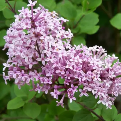 Сирень ПАЛИБИН  в Гродно