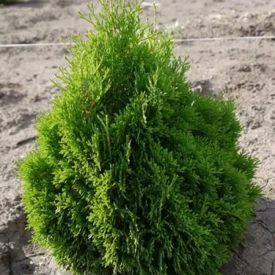 Туя МИКИ западная в Гродно