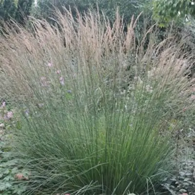 Молиния ХАЙДЕБРАУТ голубая в Гродно