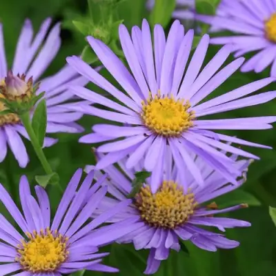 Астра ЛЕДИ ИН БЛЮ в Гродно