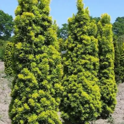 Тис ДАВИД ягодный в Гродно