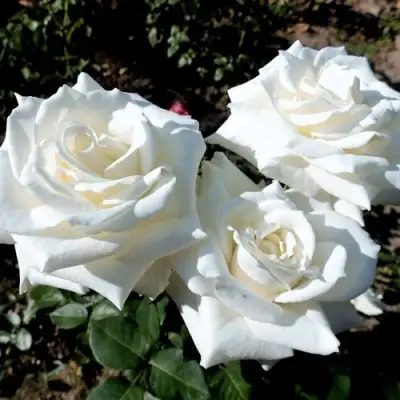 Роза БОИНГ чайно-гибридная в Гродно