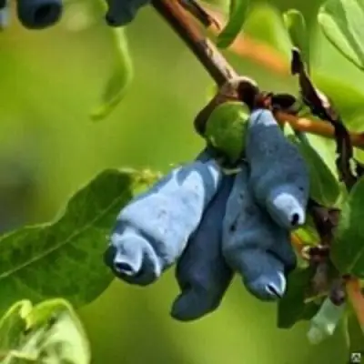 Жимолость съедобная ПУШКИНСКАЯ в Гродно