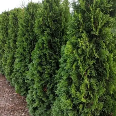 Туя ПИРАМИДАЛИС КОМПАКТА западная в Гродно
