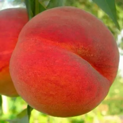 Персик МАЙСКИЙ ЦВЕТОК в Гродно