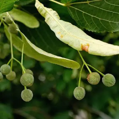 Липа сердцевидная в Гродно