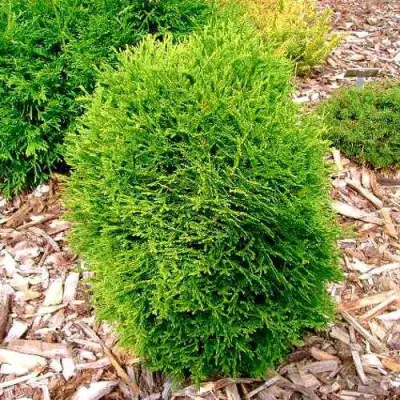 Туя ВОТЕРФИЛД западная в Гродно