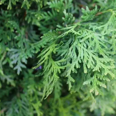 Туя ПИРАМИДАЛИС КОМПАКТА западная в Гродно