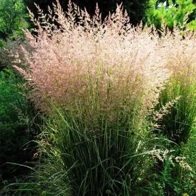 Молиния ФОНТЕЙН тростниковая в Гродно