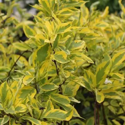 Дерен ШПЕТА белый в Гродно