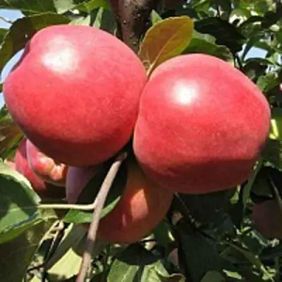 Яблоня ЗАСЛАВСКОЕ в Гродно