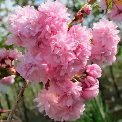 Сакура КИКУ ШИДАРЕ в Гродно