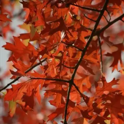 Дуб болотный в Гродно