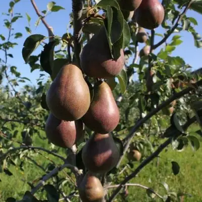 Груша БРЯНСКАЯ КРАСАВИЦА в Гродно