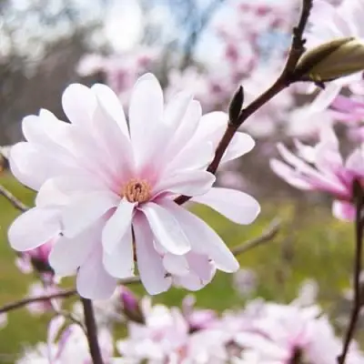 Магнолия РОЗЕЯ в Гродно