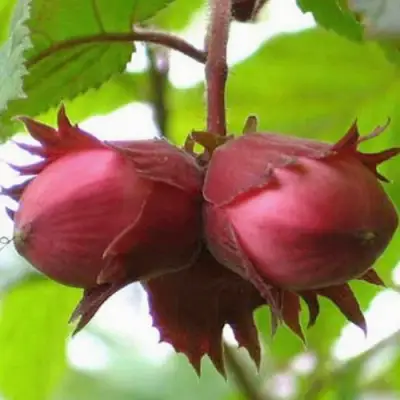 Фундук АЙВЕНГО в Гродно