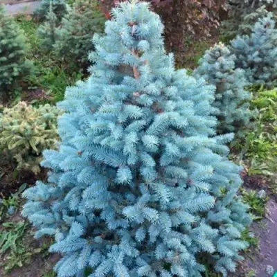 Ель СУПЕР БЛЮ СИДЛИНГ колючая в Гродно