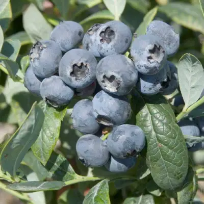 Голубика БРИГИТТА в Гродно