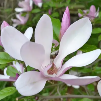 Магнолия ДЖОРДЖ ГЕНРИ КЕРН в Гродно