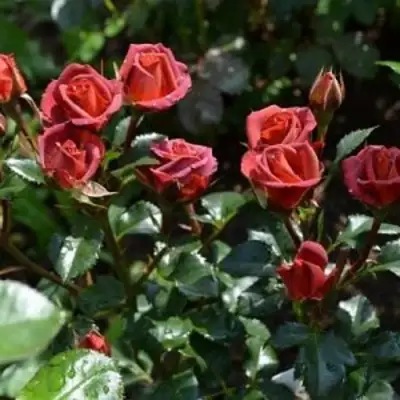 Роза ЧОКОЧИНО спрей в Гродно