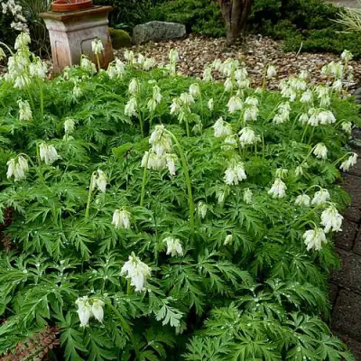 Дицентра красивая АВРОРА в Гродно