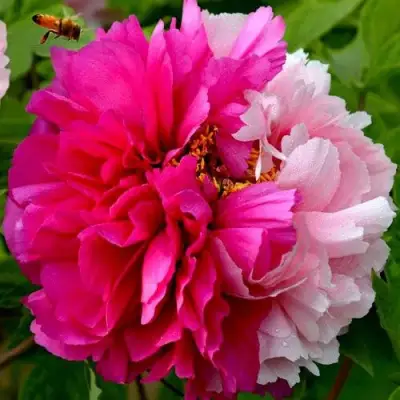 Пион ДВЕ СЕСТРЫ древовидный в Гродно