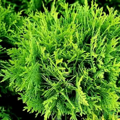 Туя ДАНИКА западная в Гродно