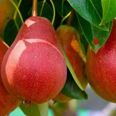 Груша ГЕРА в Гродно