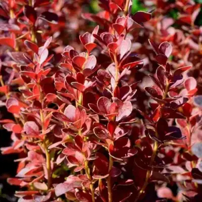 Барбарис ВУЛКАНО тунберга в Гродно