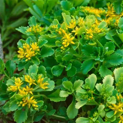 Очиток (седум) ИММЕРГРУН камчатский в Гродно