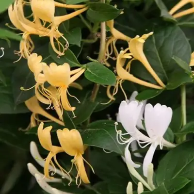 Жимолость ХАЛЛИАНА японская (Хелиана) в Гродно