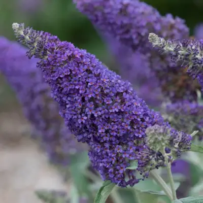 Буддлея НАНО ПЕРПЛ  в Гродно