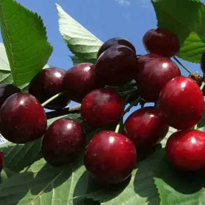 Черешня РЕВНА в Гродно