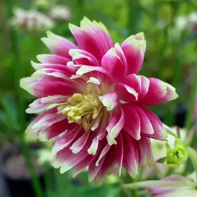 Аквилегия БАРЛОУ НОРА гибрид МакКаны в Гродно