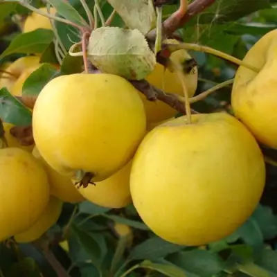 Яблоня УРАЛЬСКОЕ НАЛИВНОЕ в Гродно