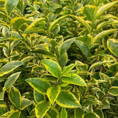 Бирючина АУРЕУМ овальнолистная в Гродно