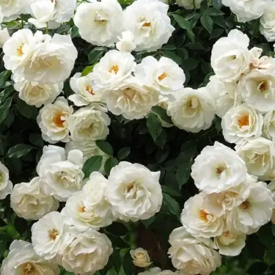 Роза АЙСБЕРГ флорибунда в Гродно