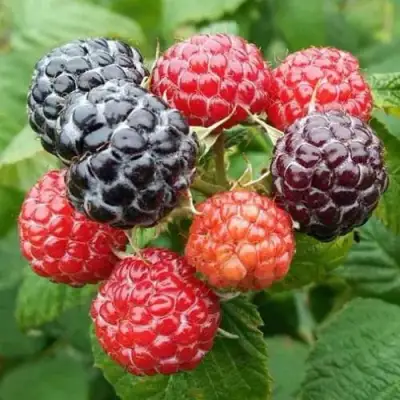 Малина БРИСТОЛЬ в Гродно