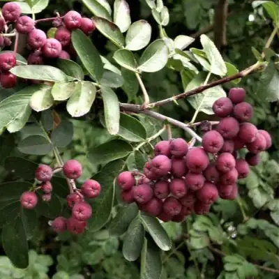 Рябина ДЕСЕРТНАЯ МИЧУРИНА сладкоплодная в Гродно