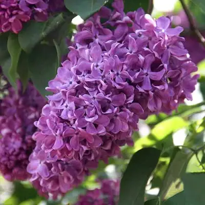 Сирень КАПИТАН ГАСТЕЛЛО в Гродно