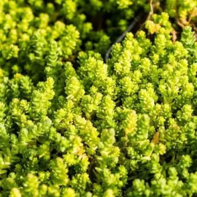 Очиток (седум) ЙЕЛЛОУ КВИН едкий в Гродно