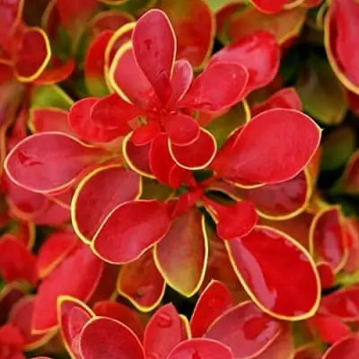 Барбарис КОРАЛ тунберга в Гродно