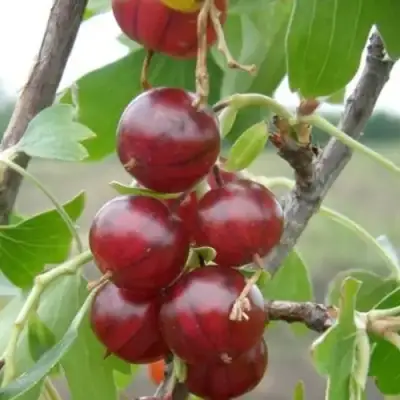 Смородина золотистая КЛЮКВЕННАЯ в Гродно
