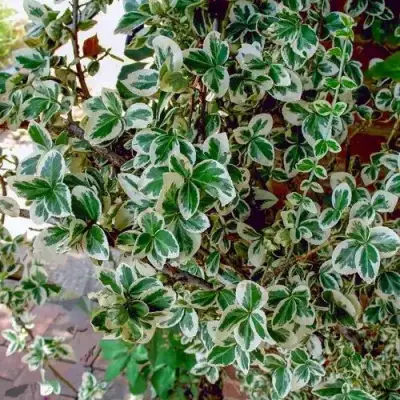 Бересклет ВАРИЕГАТУС форчуна в Гродно