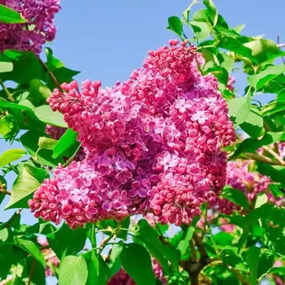 Сирень КРАСНАЯ МОСКВА в Гродно