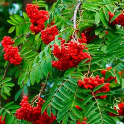 Рябина ПЛАКУЧАЯ сладкоплодная в Гродно