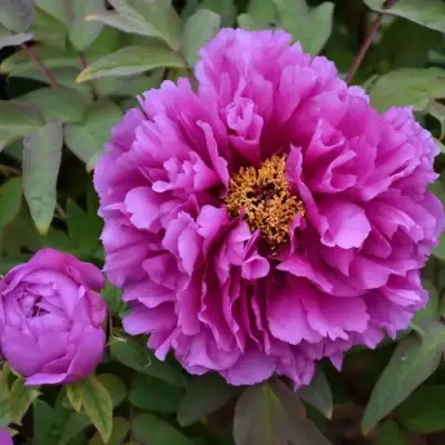 Пион ЛИЛОВАЯ ФАНТАЗИЯ древовидный в Гродно