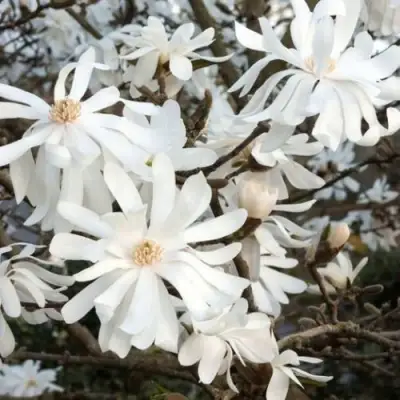 Магнолия РОЯЛ СТАР в Гродно