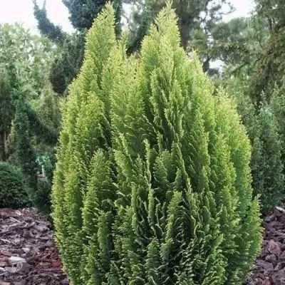 Кипарисовик ЭЛВУДИ ЭМПАЙР лавсона в Гродно